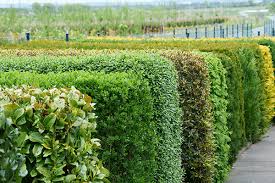 Free online jigsaw puzzle game Gruner Rahmen Und Kulisse Fur Den Garten Hecken Schaffen Behaglichkeit Der Rintelner