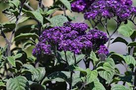 Image result for Heliotropium lineare