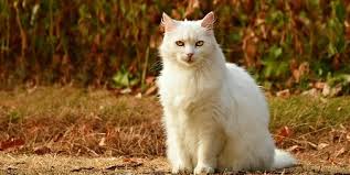 Check spelling or type a new query. Arti Sebenarnya Mimpi Melihat Kucing Putih Menurut Islam