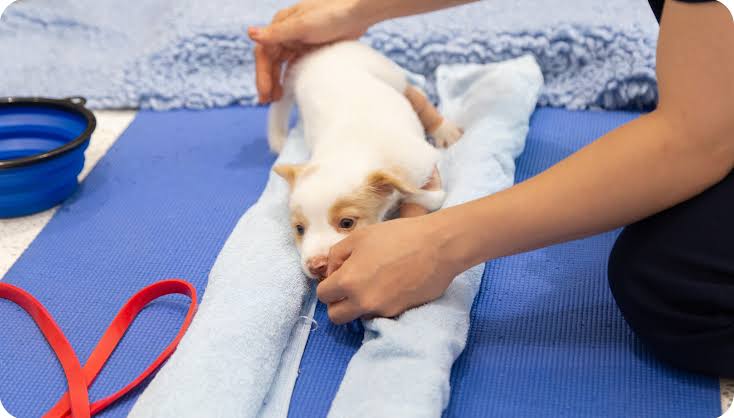 The Importance of Rehabilitation for Dogs and Cats | ADI Animal Doctors  International