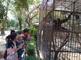 Temui beragam hewan di habitat aslinya seperti owa jawa, kepik raksasa, sigung, macan tutul, lutung, surili, dan kalau beruntung, kamu bisa melihat elang jawa. Wisata Ternak Kandang Macan 70 Foto Desain Kandang Macan Merpati Terbaik Makanya Kandang Ternak Burung Merpati Juga Disebut Dengan Kandang Macan Azorelesc
