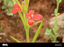 Image result for Striga asiatica