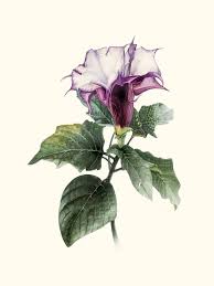 Image result for Datura