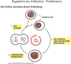 Die bezeichnungen der einzelnen phasen gehen auf a. Zellulare Reproduktion Zellzyklus Regulation Des Zellzyklus Proliferation Pdf Free Download