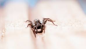 He credits longer and warmer summers for them to be able to survive further north. 6 Ways To Deal With Arachnids In Your Home This Spider Season