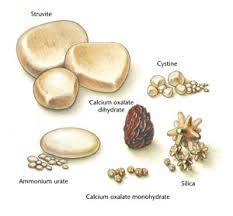 Signs of bladder or kidney stones in cats: Diet Beats Surgery For Urolith Removal