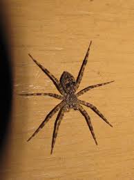 Black And Brown Wolf Spider Wolf Spider Wolf Spider Spider Spider Traps