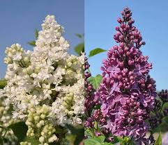 Syringa (lilac) is a genus of 12 currently recognized species of flowering woody plants in the olive family (oleaceae), native to woodland and scrub from southeastern europe to eastern asia, and widely and commonly cultivated in temperate areas elsewhere. Lilac Trees For Sale Uk Syringa Vulgaris Common Lilac