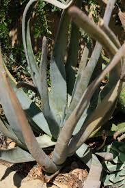 Image result for Aloe bukobana