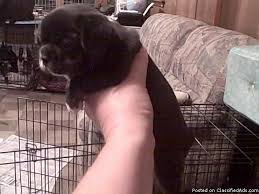 We did not find results for: French Bulldog And Chihuahua Mix Puppies French Bullhuahuas For Sale In Richmond Virginia Classified Americanlisted Com