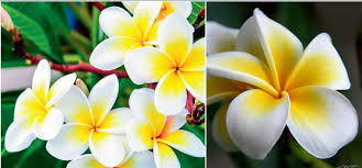 Although today it is possible to get almost any of these flowers anywhere in the world, they are of course all. Trendingtopmost Top 10 Most Beautiful Flowers In The World 2017 2018