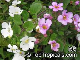 Image result for Nesaea cordata