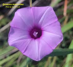 Image result for Ipomoea tenuirostris