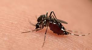 Demam denggi (dengue fever) adalah penyakit yang disebarkan oleh nyamuk aedes aegypti. Penyakit Demam Berdarah Dengue Gejala Penyebab Pengobatan Klikdokter Com