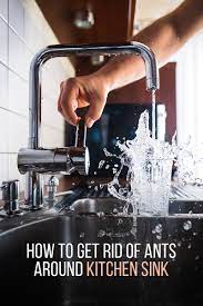 Tiny ants come to your kitchen because of an open invitation! How To Get Rid Of Ants Around Kitchen Sink