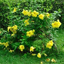 Image result for Allamanda