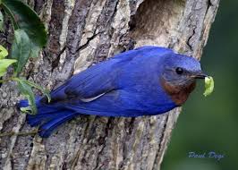 Birds With Yellow Feathers In Michigan I Love Bluebirds Blue Bird Michigan Blue World Birds