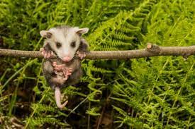 Its believed to be due to opossum's low body temperature. Possums As Pets General Guidelines And Tips