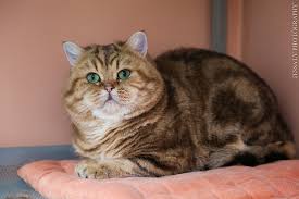 The most common golden tabby cat material is ceramic. Photo Gallery Of All Our Cats No Demetra