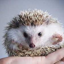 Here's an adorable hedgehog taking a bath because the world can still be pure and good. Bathing A Pet Hedgehog