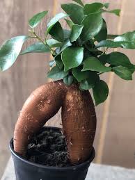 Image result for Fuirena microcarpa