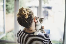 Cats groom each other when they have bonded together. Why Does My Cat Chew On My Hair Popsugar Pets
