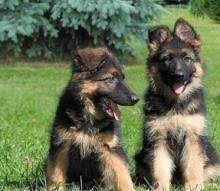 German shepherd puppies for sale in texas san antonio. Puppies For Sale German Shepherd Dog Usa Texas San Antonio