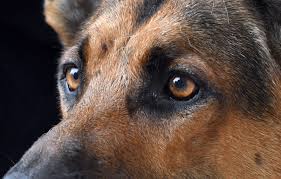 America S Top Dog K 9 Bear Of Cocoa Police Wins 10 000 On Reality Tv Show