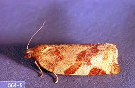 Image result for Archips rosanus