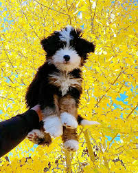 Buckeye ridge utilizes the u.s. Buckeye Ridge Puppies Reviews Guide At Puppies Www Addlab Aalto Fi