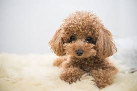 Just because skinny jeans are available in all sizes doesn't mean that they're a flattering style choice. Bichon Poodle Is This Breed The Right Dog For You All Things Dogs All Things Dogs