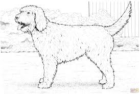 Puppies are the best, aren't they? Cockapoo Dog Dog Coloring Page Puppy Coloring Pages Coloring Pages Dogs