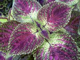 Image result for Coleus