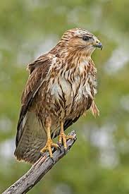 Apply to bird control jobs now hiring on indeed.co.uk, the world's largest job site. Common Buzzard Wikipedia