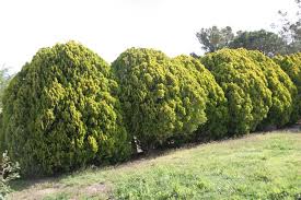 Image result for Platycladus orientalis