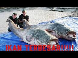 Sebenarnya aku pun tak pasti la gambar ikan keli yang dekat ni paling besar didunia ke tidak tapi ikan keli nie la yang terbesaq aku pernah. Mancing Ikan Keli 10kg Besar Gila Dapat Sekali Dua Youtube
