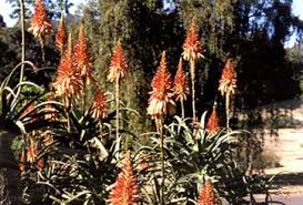 Image result for Aloe arborescens × inyangensis