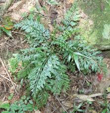 Image result for Asplenium rutifolium