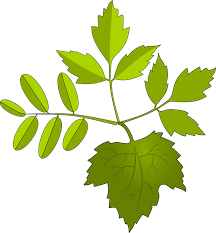Foliage Green Leaves Free Vector Graphic On Pixabay
