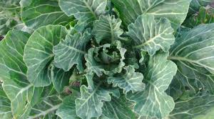 In order to buy collard greens, you need to know what you are looking for. Hearty Collards And Kale Provide A Burst Of Flavor After Winter Survival The Spokesman Review