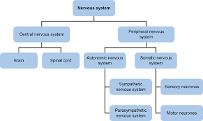 A visionary model of nervous system functioning that provides a plausible explanation for the felt andrew shugyo daijo bonnici, ph.d. Sage Books Essential Psychology A Concise Introduction