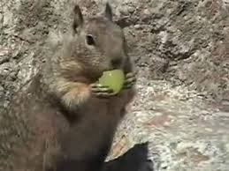 Maybe you would like to learn more about one of these? Squirrel Eating Grape Video Dailymotion