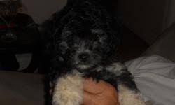 2.2 colorados finest kennel and ranch. Cute Maltipoo Price 400 For Sale In Aurora Colorado Best Pets Online