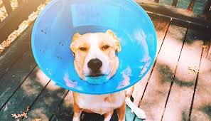 Spaying helps prevent uterine infection and breast cancer, which is fatal in about 50 percent of dogs and 90 percent of cats. Low Cost Pet Vaccines And Spay Neutering In Atlanta Mae Elizabeth