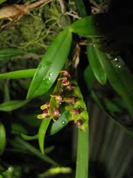 Image result for Bulbophyllum sandersonii