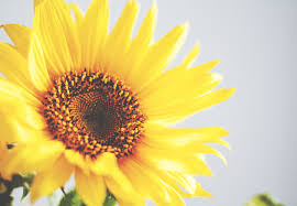 Flowers open late near me. The Life Cycle Of A Sunflower When Do Sunflowers Bloom Ftd Com