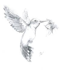 Kolibri Kolibri Zeichnung Vogel Zeichnen Zeichnungen Tiere