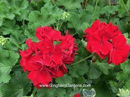 Easy And Cheap Tips To Care For Your Geraniums In The Winter Geraniums Flower Pots Annual Flowers