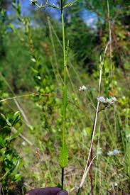 Image result for Elionurus tripsacoides