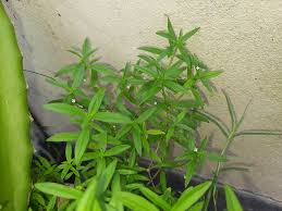 Image result for Oldenlandia corymbosa